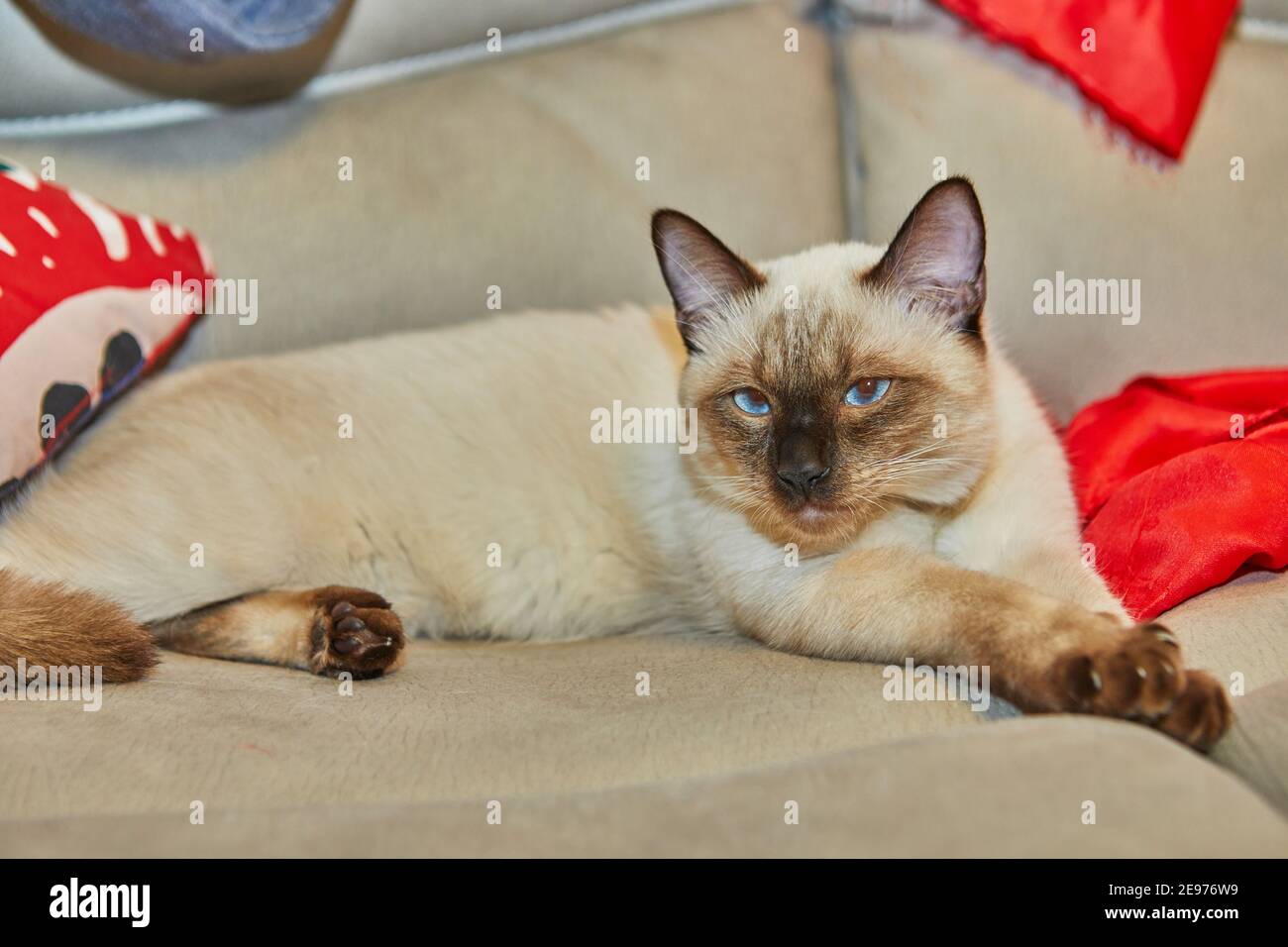 Siam niedlichen Kätzchen liegt auf dem Sofa zu Hause Stockfoto