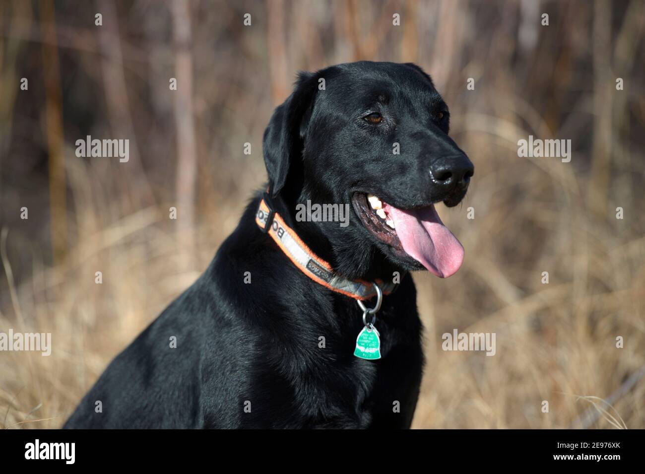 Schwarzer Labrador Retriever sitzt Stockfoto