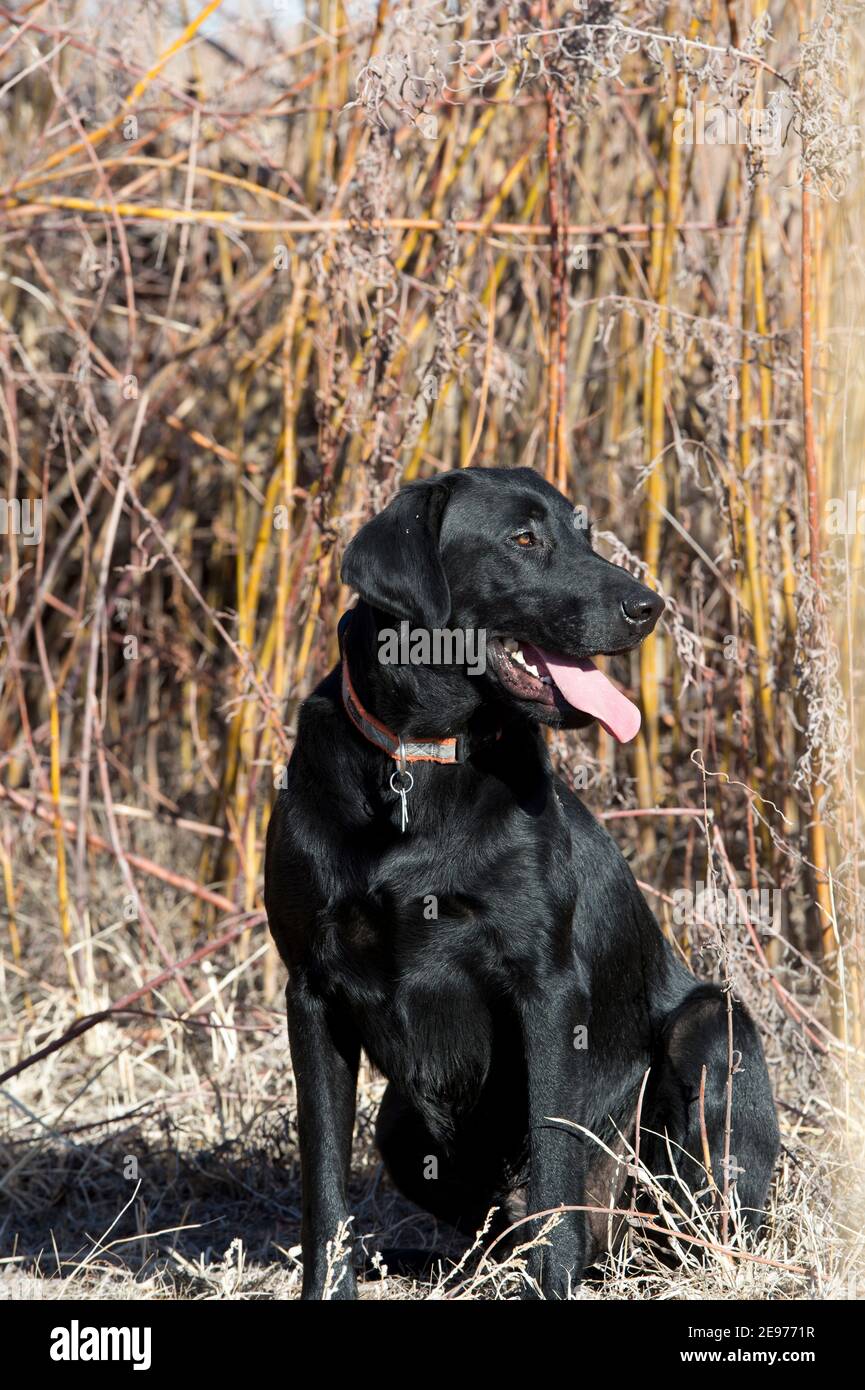 Schwarzer Labrador Retriever sitzt Stockfoto