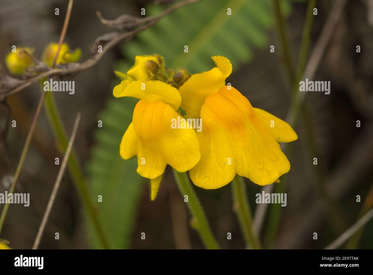 Blumen von Genlisea aurea var. minot in natürlichen Lebensraum im Serra do Cipo Nationalpark in Minas Gerais, Brasilien Stockfoto