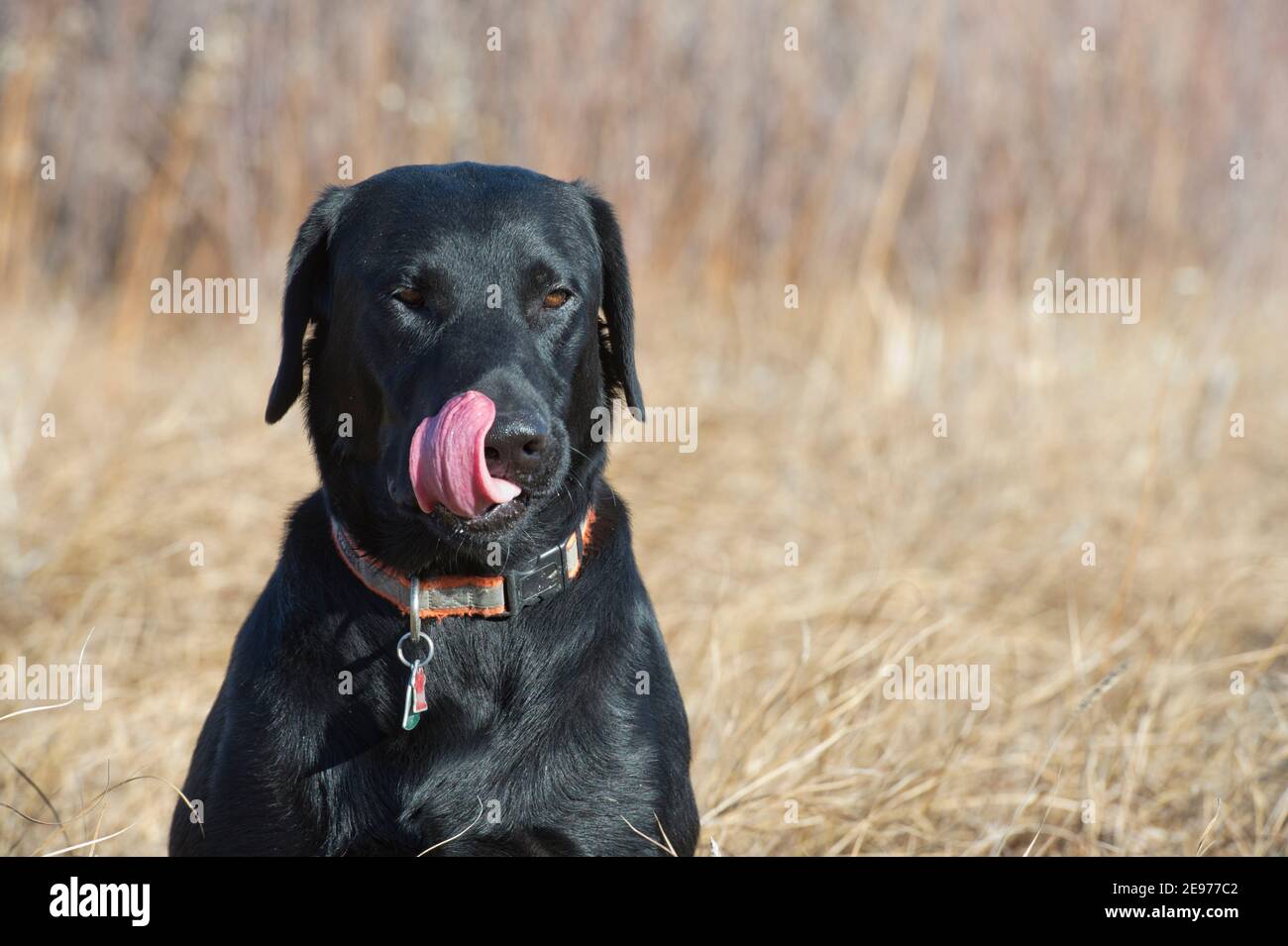 Schwarz Labrador Retriever sitzt und leckt seine Nase Stockfoto