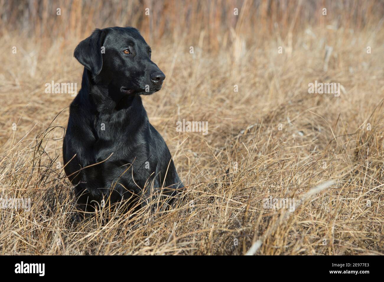 Schwarzer Labrador Retriever sitzt Stockfoto