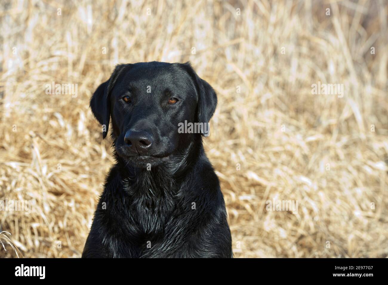 Schwarze Labrador Retriever Porträt Stockfoto
