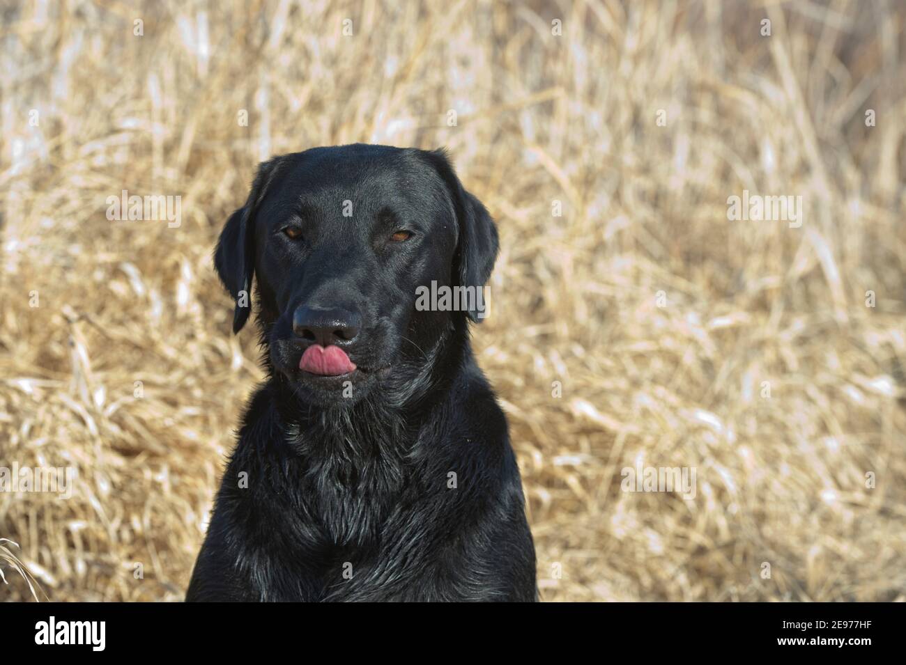 Schwarz Labrador Retriever sitzt und leckt seine Nase Stockfoto