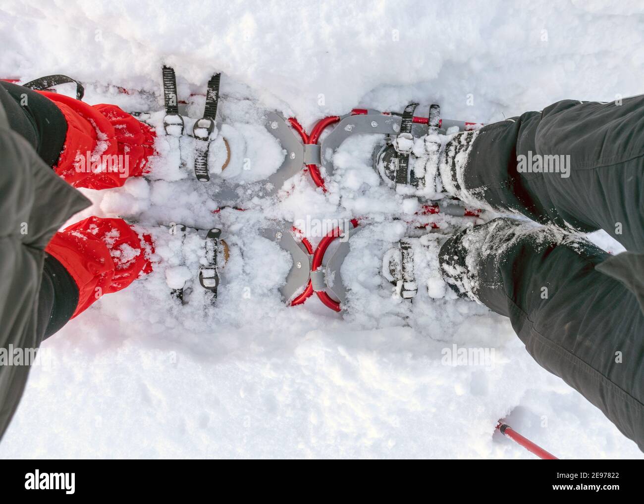 Schneeschuhe für Sumpfwader, sonniges und kaltes Wetter, perfekte Schneeverhältnisse, lettischer Sumpf im Winter Stockfoto