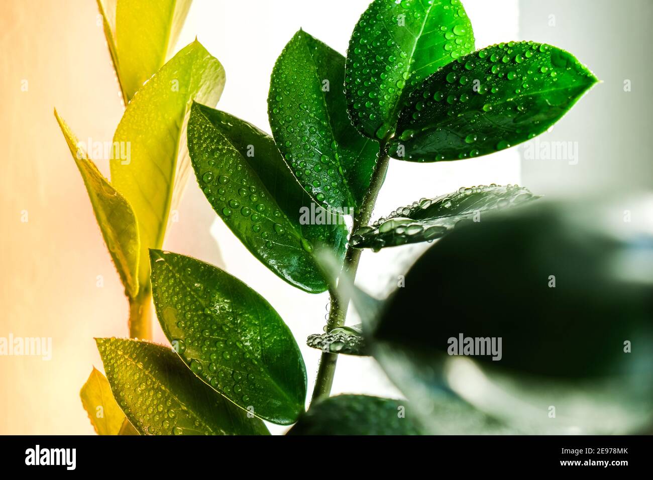 saatgut bio alte sorten Bio-Saatgut Set 'Early Birds' main image 1
