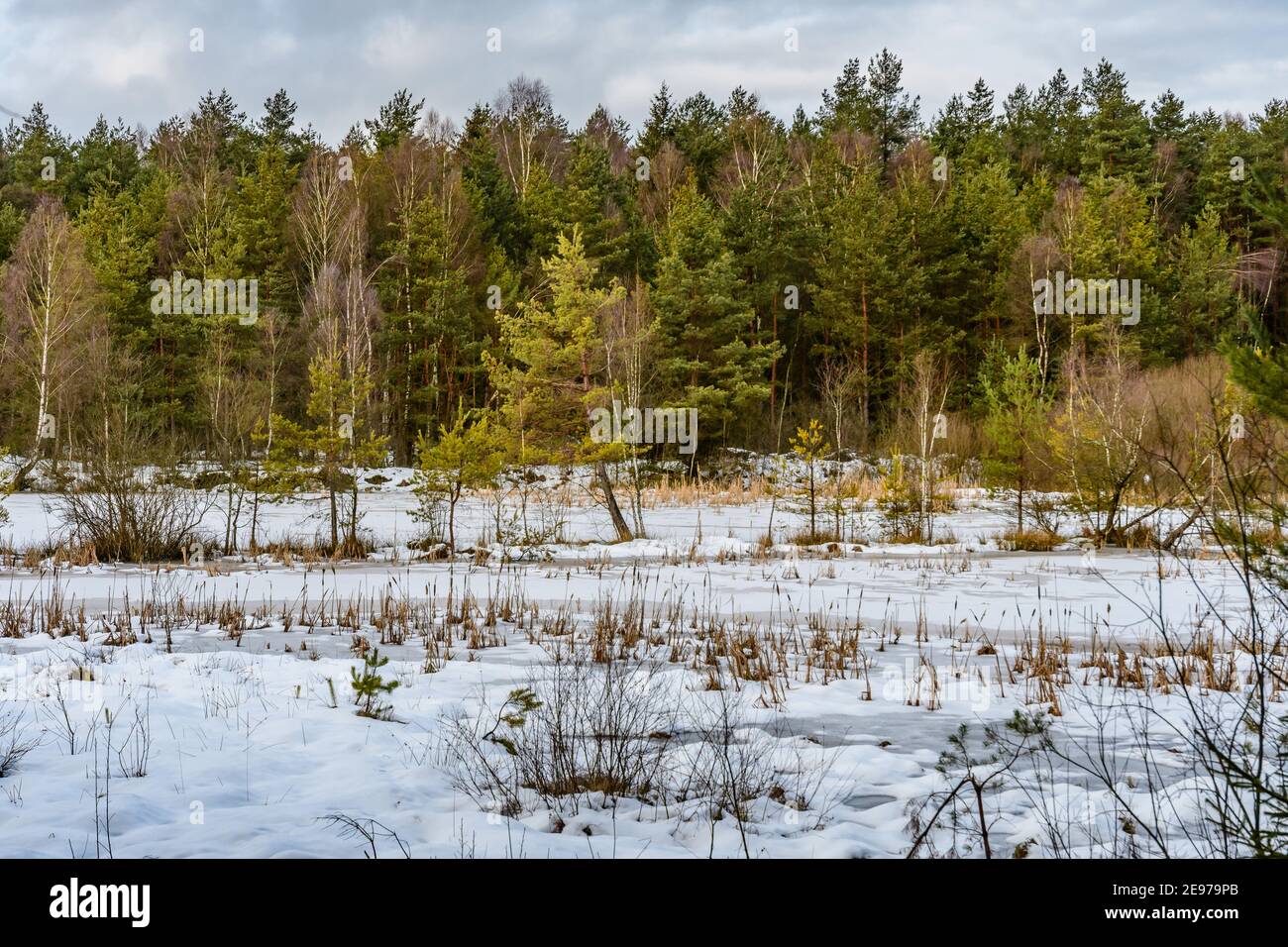 Moorland bei amaliendorf in der niederösterreichischen Region waldviertel Stockfoto