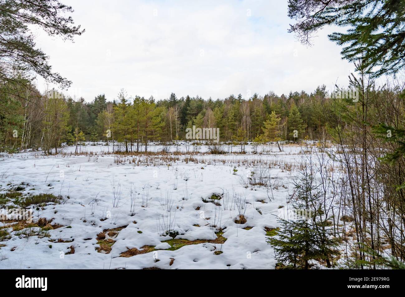 Moorland bei amaliendorf in der niederösterreichischen Region waldviertel Stockfoto