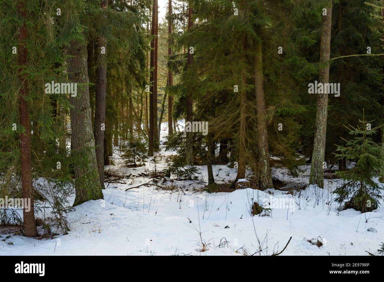 Moorland bei amaliendorf in der niederösterreichischen Region waldviertel Stockfoto