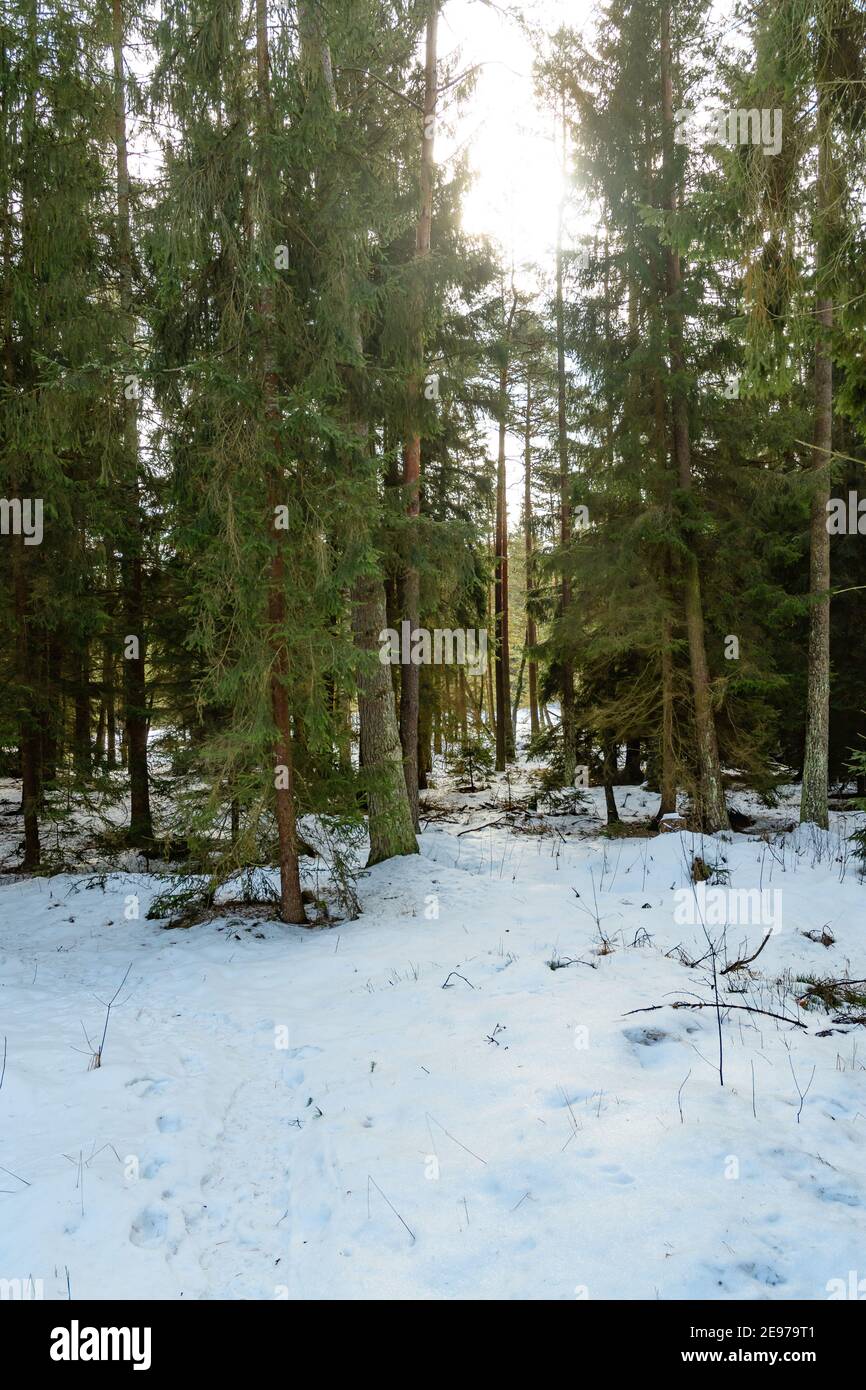 Moorland bei amaliendorf in der niederösterreichischen Region waldviertel Stockfoto