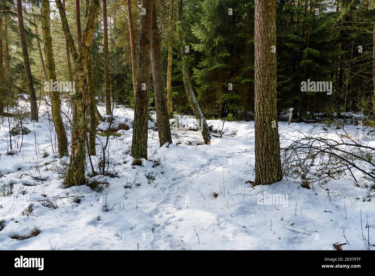 Moorland bei amaliendorf in der niederösterreichischen Region waldviertel Stockfoto