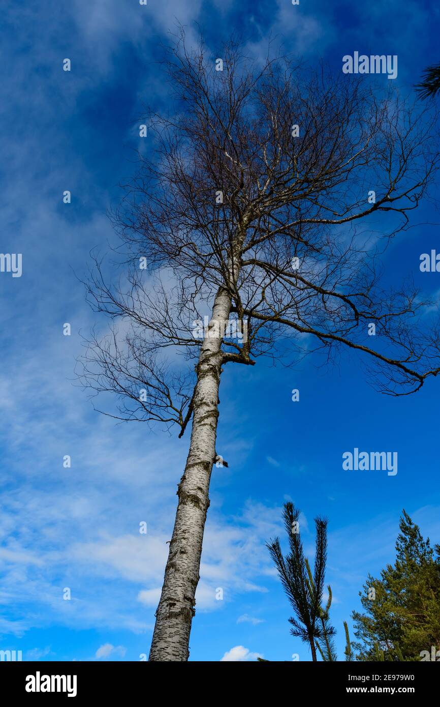Birke in einem Moor bei amaliendorf im unteren österreichische Region waldviertel Stockfoto