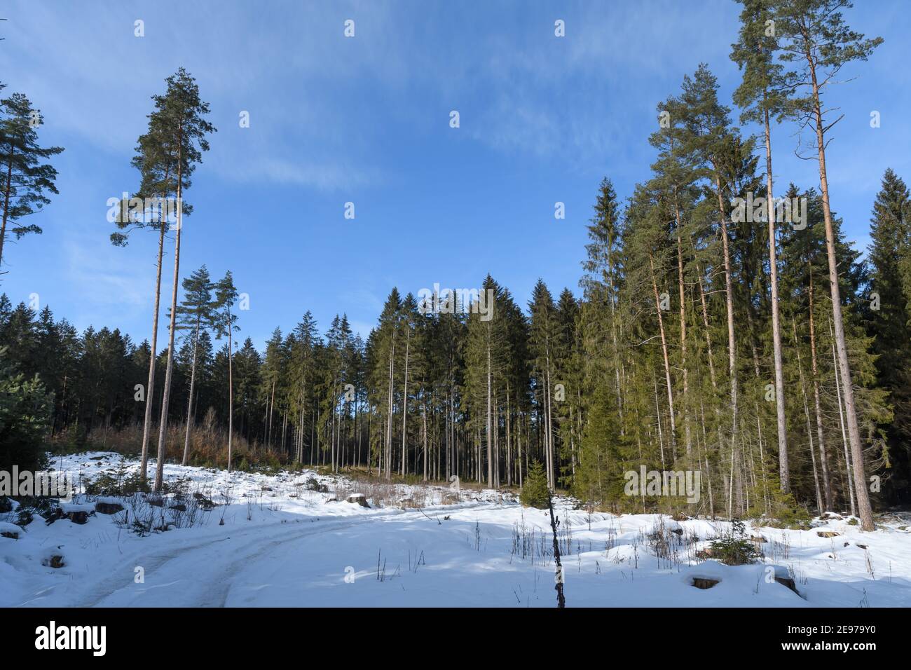 Fichtenwald im niederösterreichischen waldviertel Stockfoto