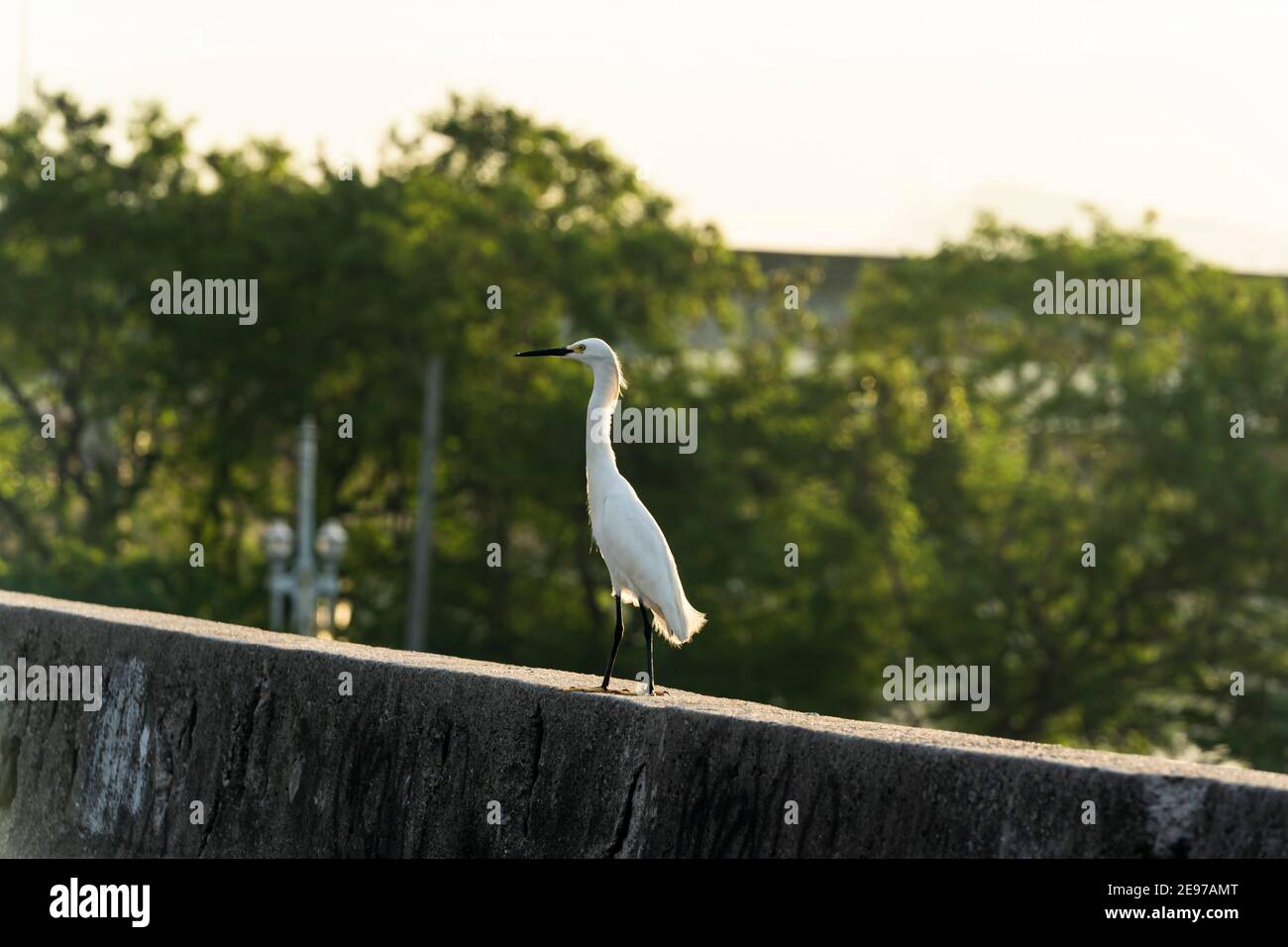 Reiher in Ruhe. Stockfoto