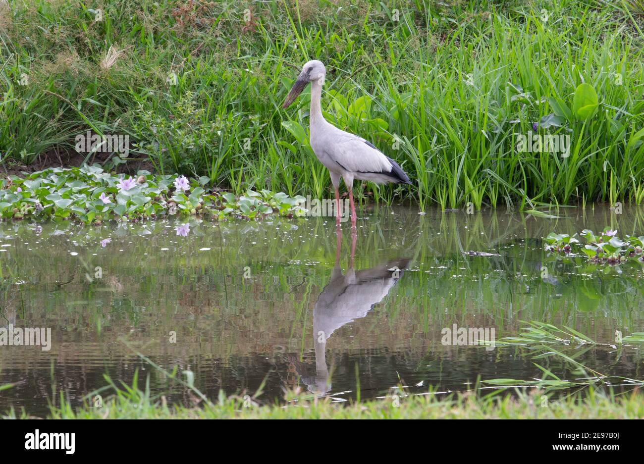 Asiatischer Storch (Anastomus oscitans) Ein asiatischer offener Schnabelstorch spiegelte sich in einem Sumpf mit wider Ein natürlicher grüner Hintergrund Stockfoto