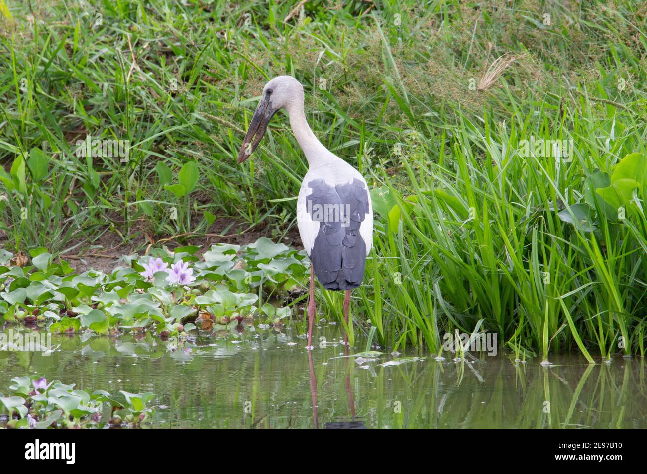 Asiatischer Storch (Anastomus oscitans) Ein asiatischer offener Schnabelstorch, der im Wasser mit einem steht Natürlicher grüner Hintergrund Stockfoto