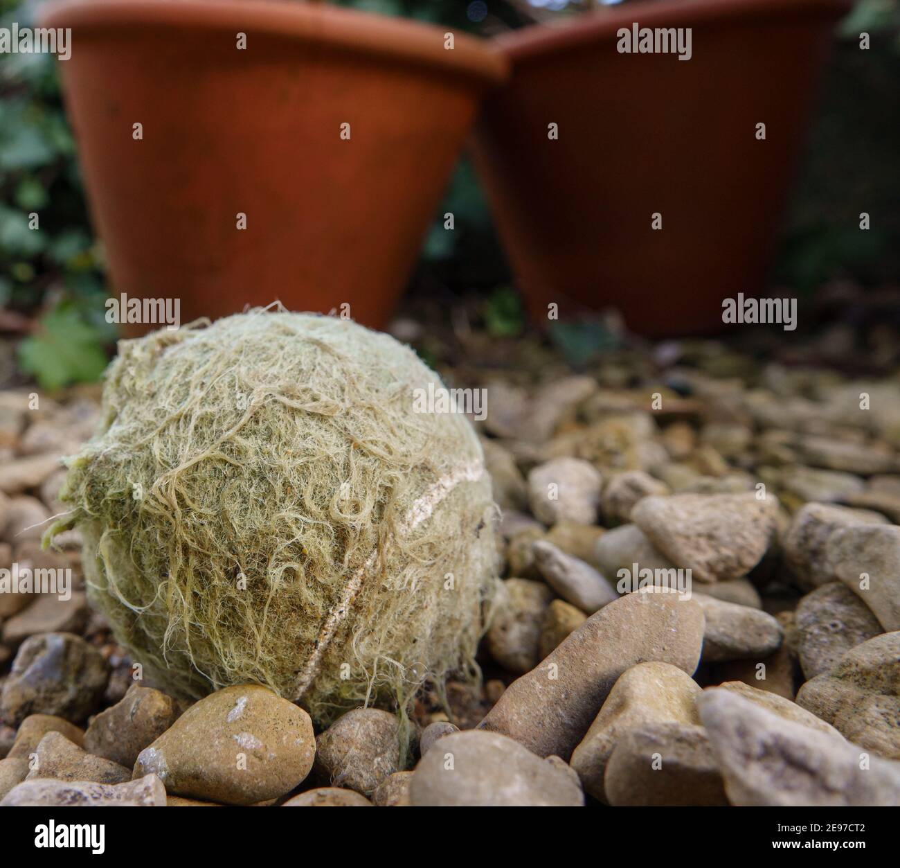 Der Hund kaut Spielzeug Tennisball zwischen Garten Kieselsteine Stockfoto