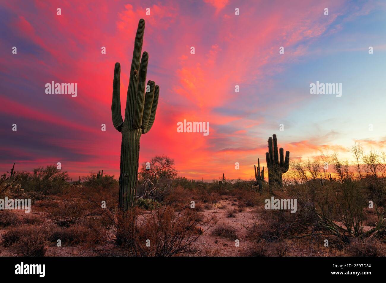 Saguaro Kaktus Silhouette und Wüstenlandschaft bei Sonnenuntergang in Phoenix, Arizona Stockfoto