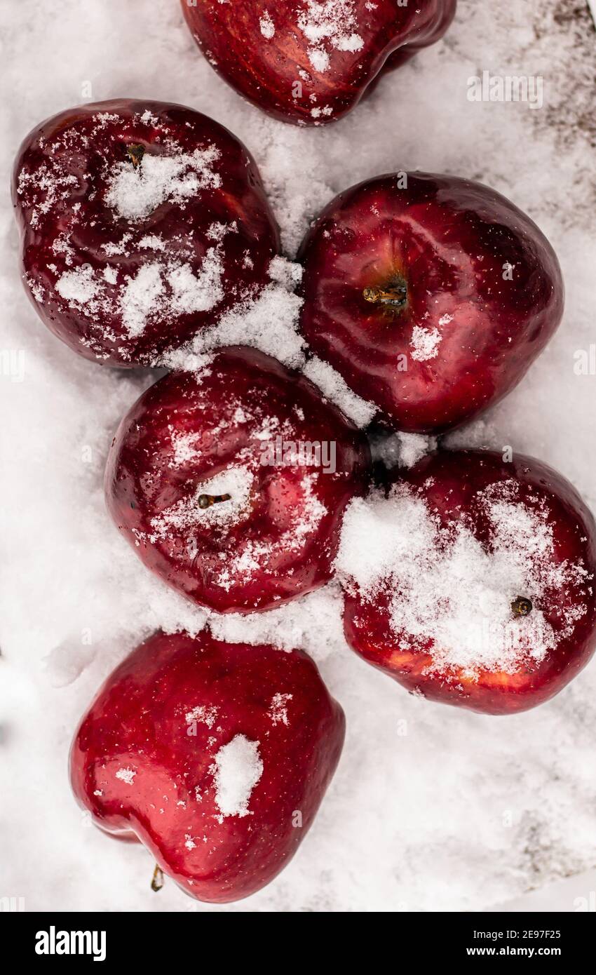 Ernte von roten Äpfeln. Apple Hintergrund. Stockfoto