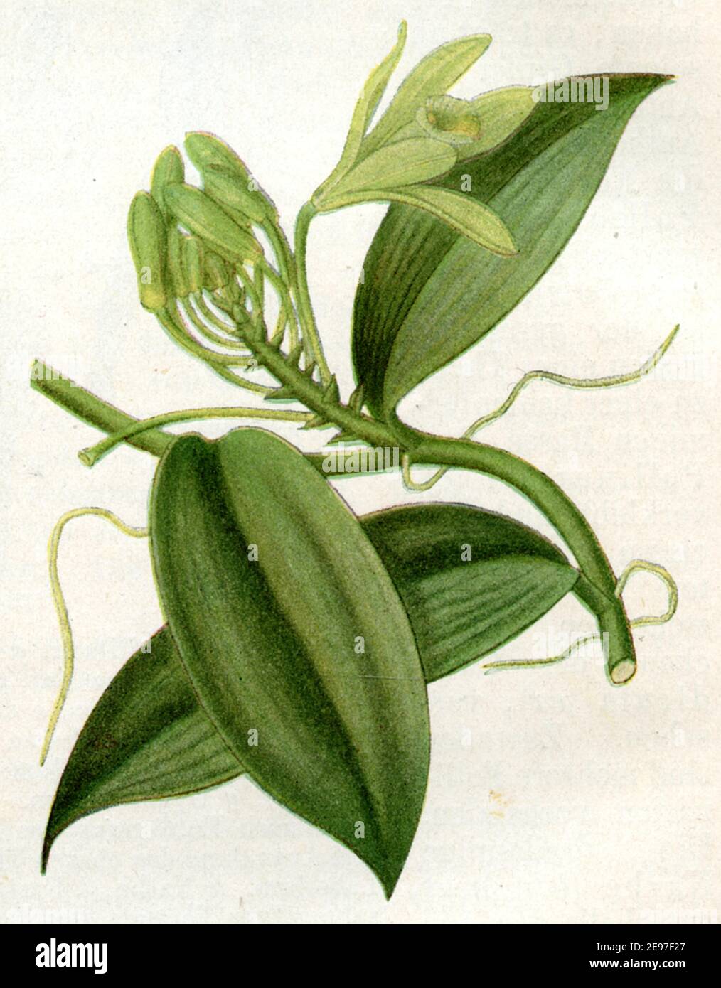 Vanille, blühender Zweig / Vanille planifolia / Vanille, echte Gewürze- Blühender Zweig / Botanikbuch, 1900) Stockfoto