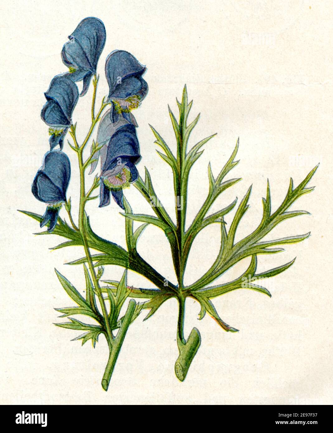 Mönchshaube / Aconitum napellus / Eisenhut, Blauer / Botanikbuch, 1900) Stockfoto