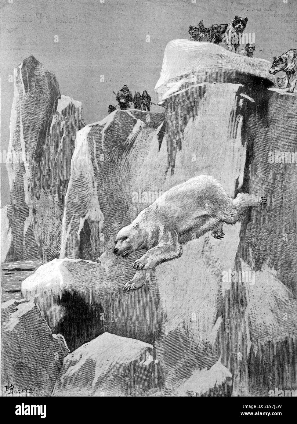 Eisbär, Ursus maritimus, Flucht von Jägern oder Jagd auf Eisscholle oder Eisfeld der Arktis 1900 Vintage Illustration oder Gravur Stockfoto