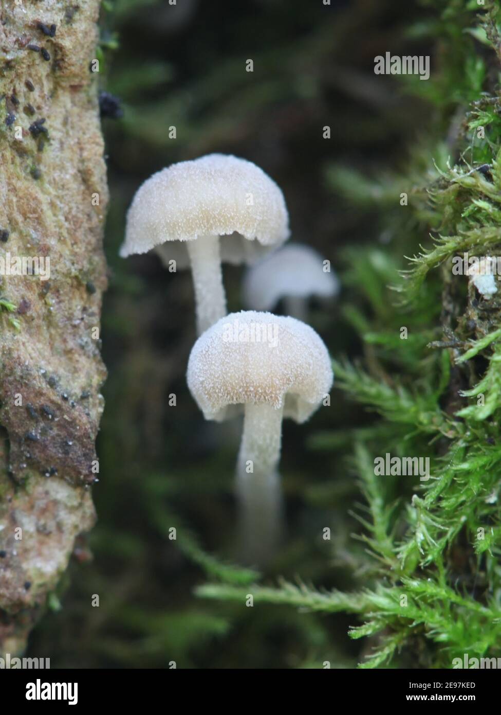 Mycena alba, auch bekannt als Phloeomana alba, Elfenbeinhaube, Wildpilz aus Finnland Stockfoto