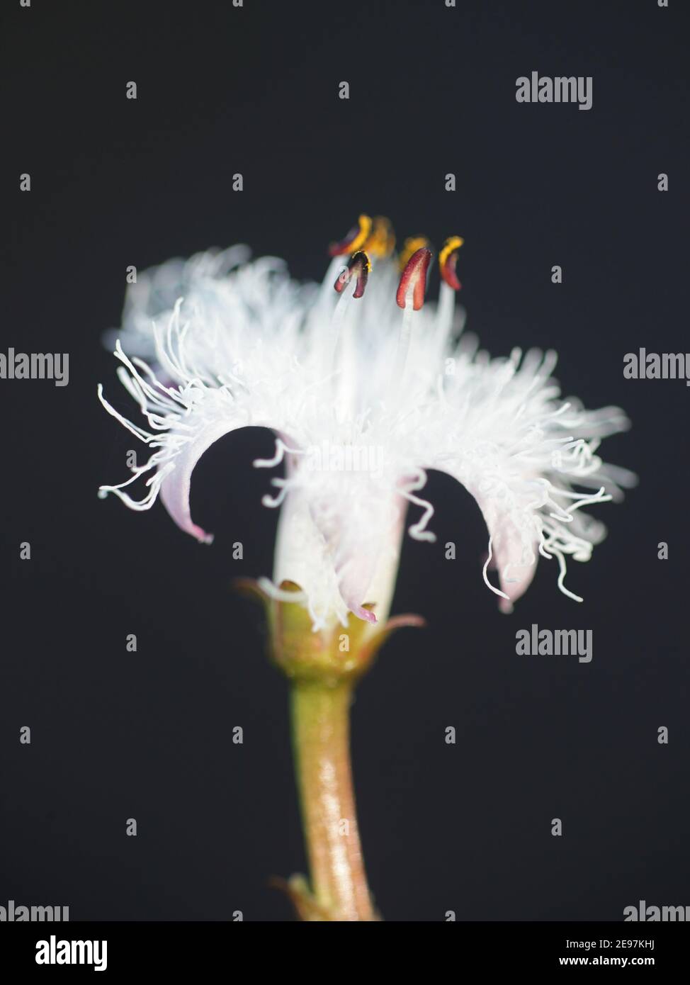 Menyanthes trifoliata, bekannt als Buckbean, Bog Bean, Buck Bean oder Marsh Trefoil Stockfoto