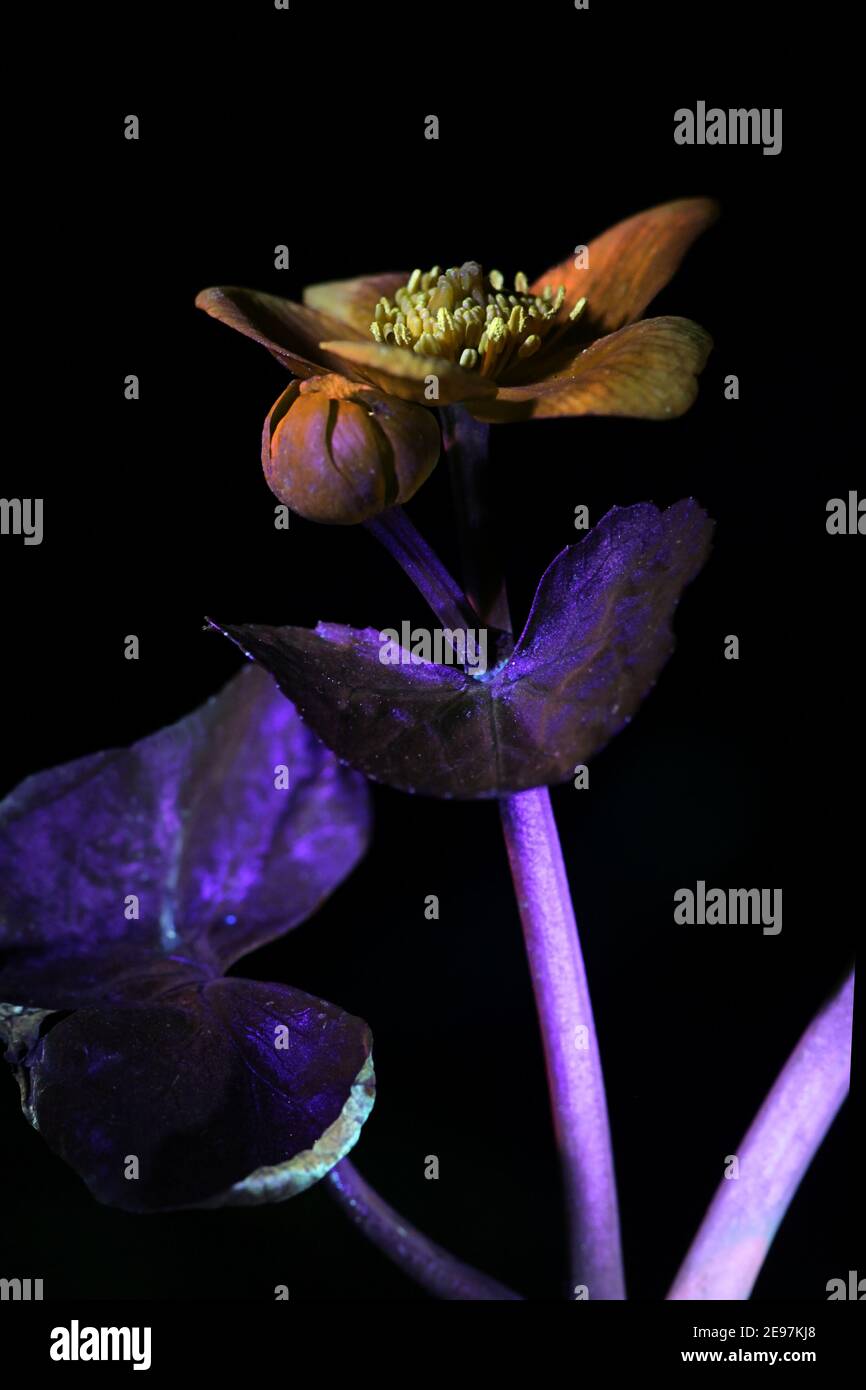 Marsh Ringelblume, Caltha palustris, fotografiert im ultravioletten Licht (365 nm) Stockfoto