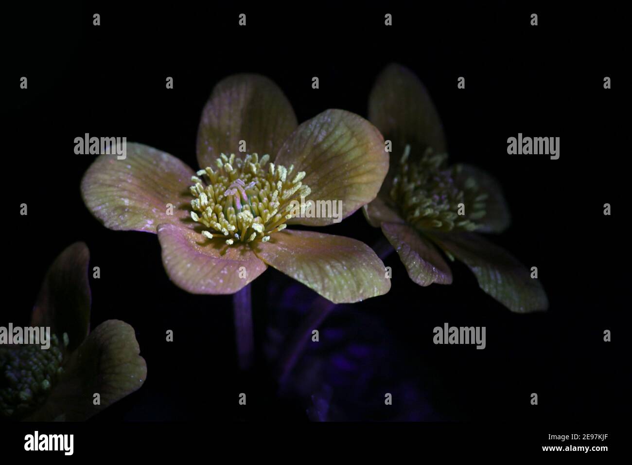 Marsh Ringelblume, Caltha palustris, fotografiert im ultravioletten Licht (365 nm) Stockfoto