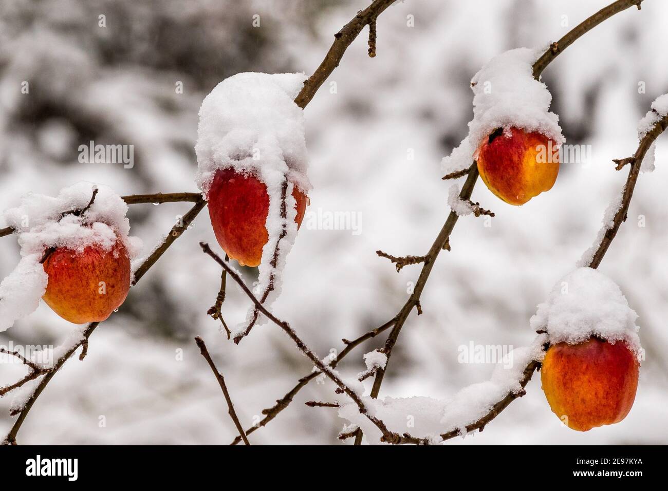 Gefrorene reife Äpfel mit Schnee bedeckt Stockfoto