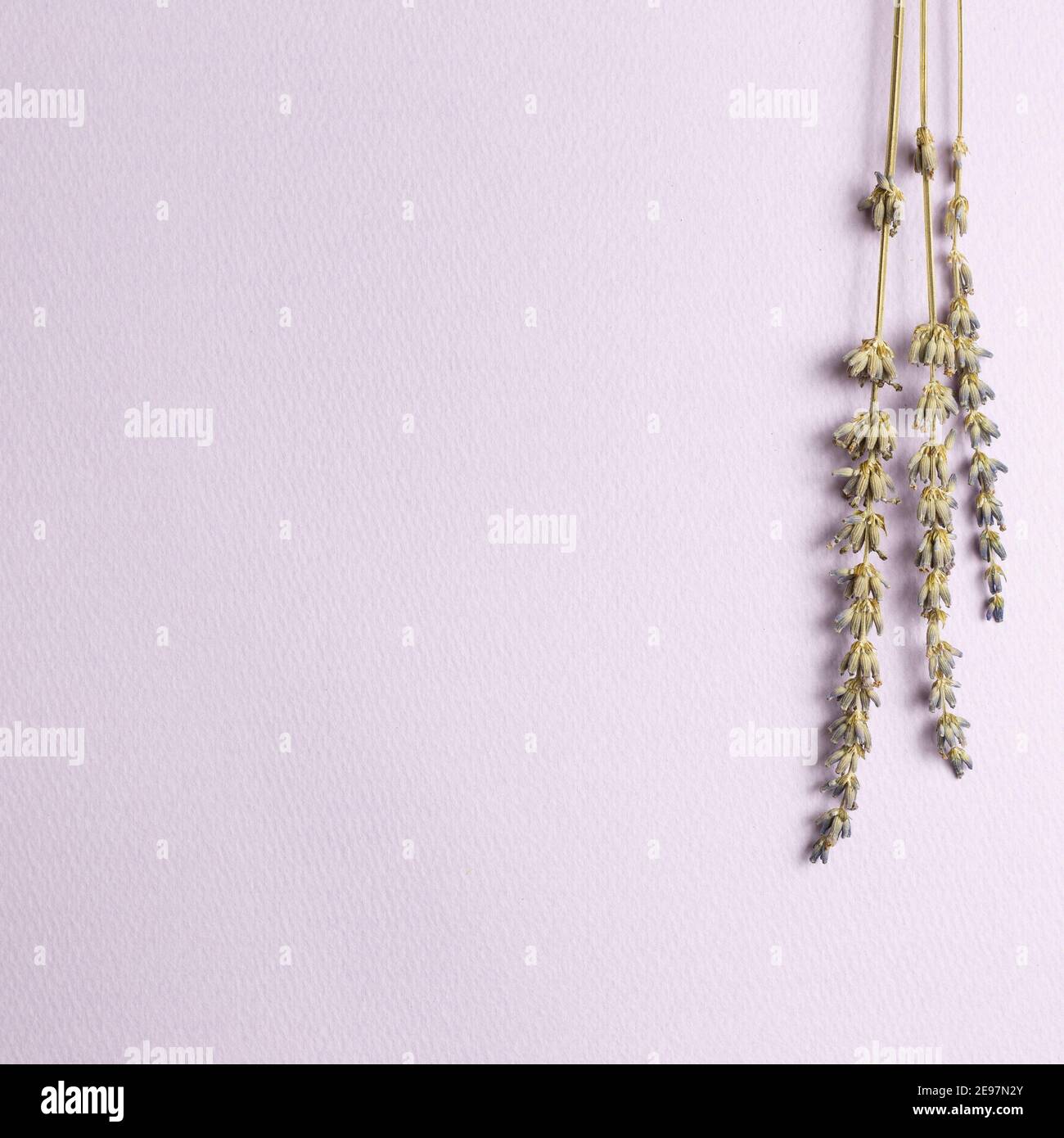Trockene Lavendelblüten auf violettem Hintergrund. Draufsicht, Kopierraum Stockfoto