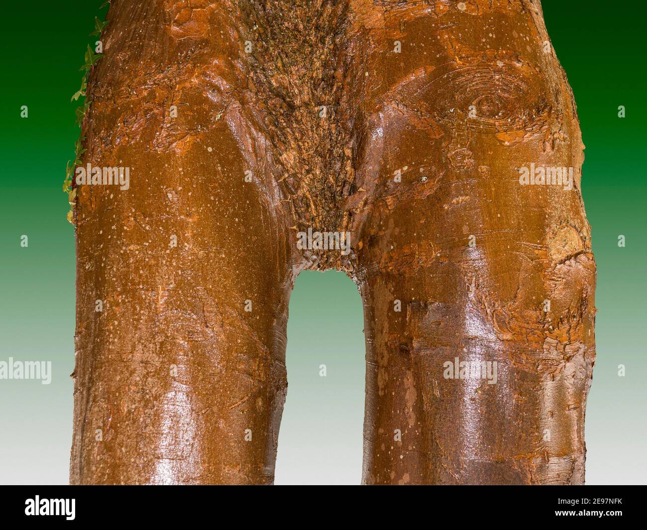 Eine Nahaufnahme einer Teilung in einem Baumstamm drehte sich 180 Grad, die den Eindruck von menschlichen Oberschenkeln und weiblichen Schambereich Stockfoto