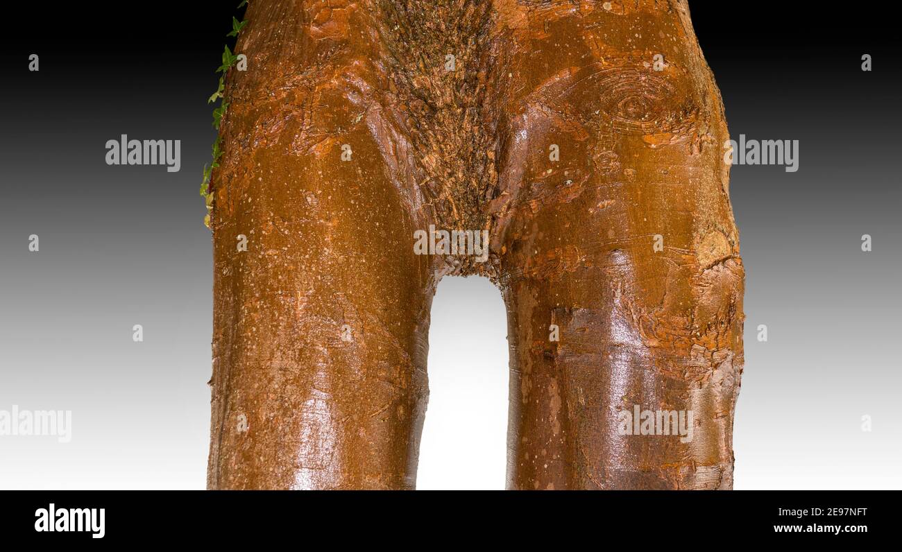 Eine Nahaufnahme einer Teilung in einem Baumstamm drehte sich 180 Grad, die den Eindruck von menschlichen Oberschenkeln und weiblichen Schambereich Stockfoto