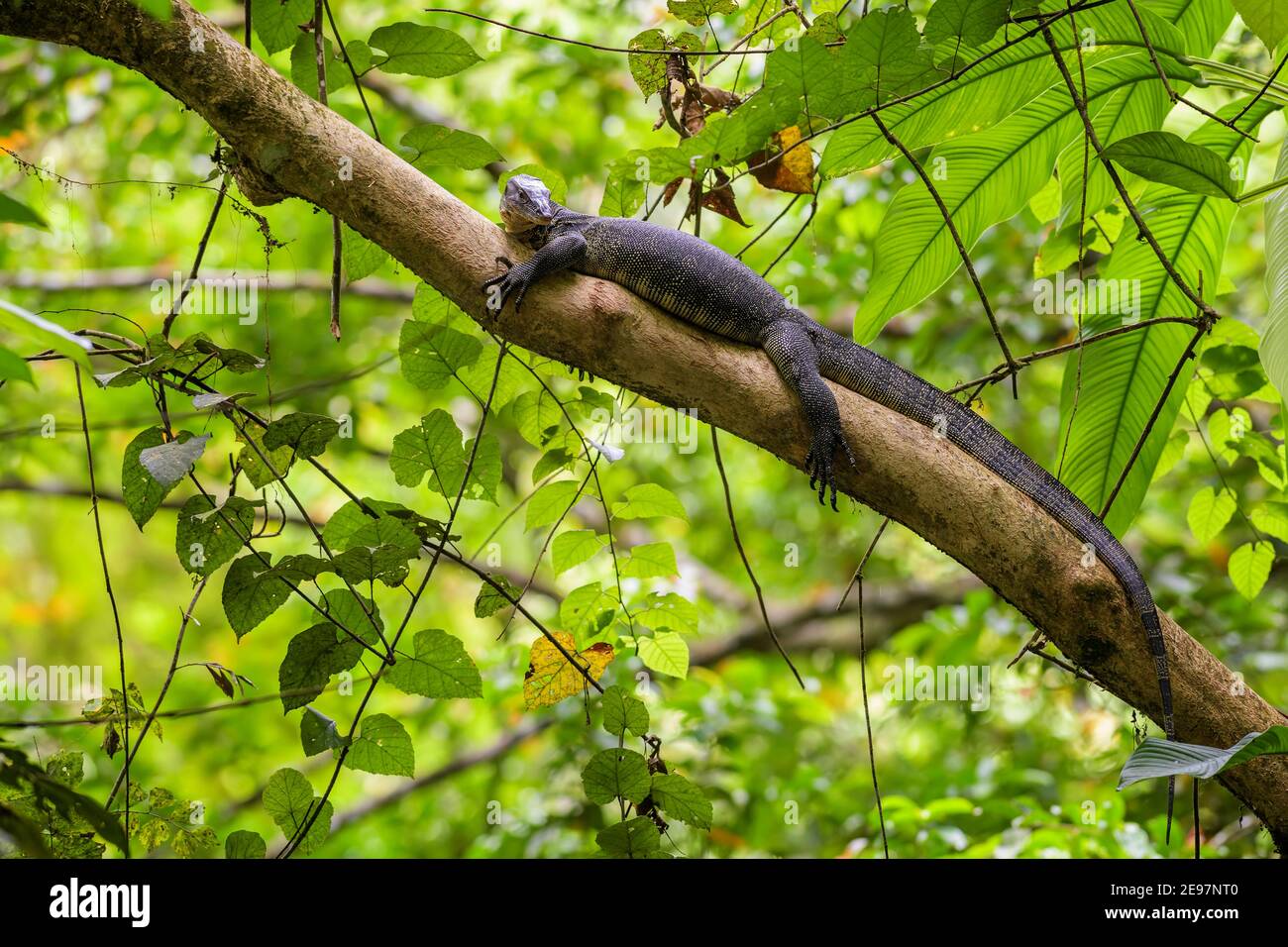 Common Water Monitor - Varanus Salvator, Portrait einer schönen großen Eidechse aus asiatischen Süßgewässern, Sumatra. Stockfoto