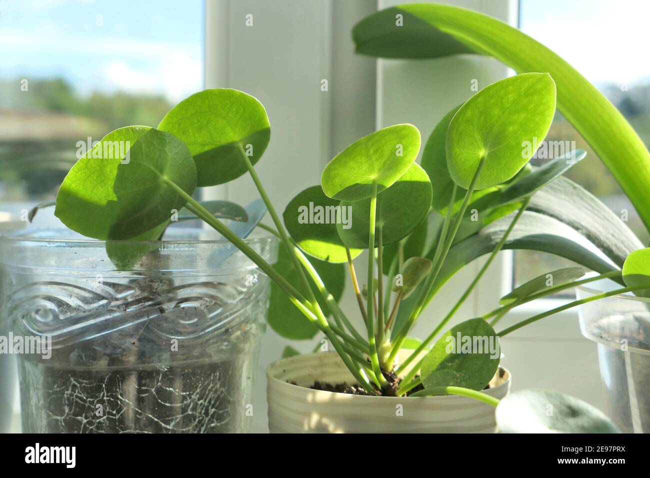 Zimmerpflanze auf der fensterbank Stockfotos und -bilder Kaufen - Alamy