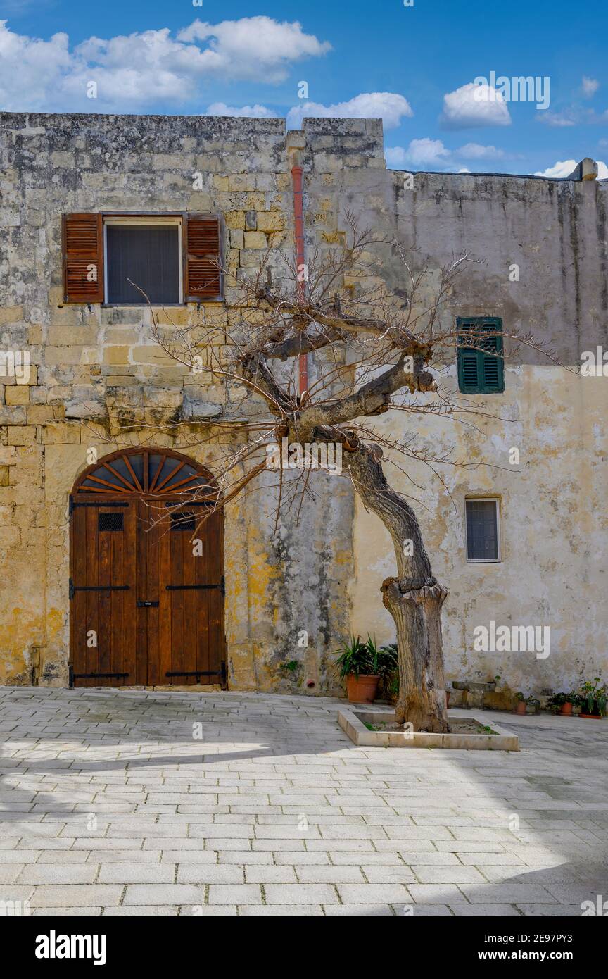 Alter Baum am Misrah Mesquita Platz in Mdina, Malta Stockfoto