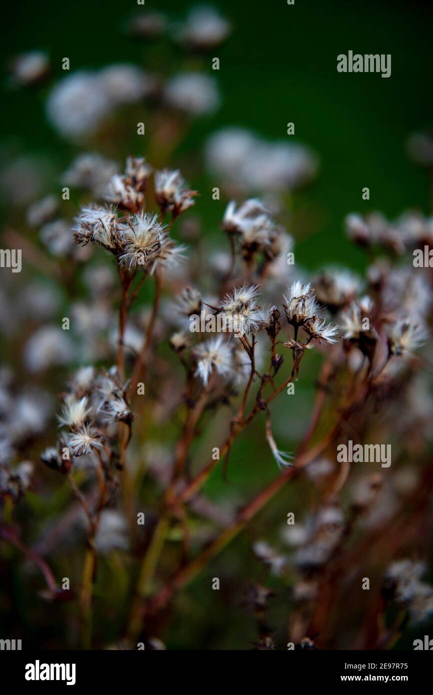 Unkrautkernköpfe Stockfoto