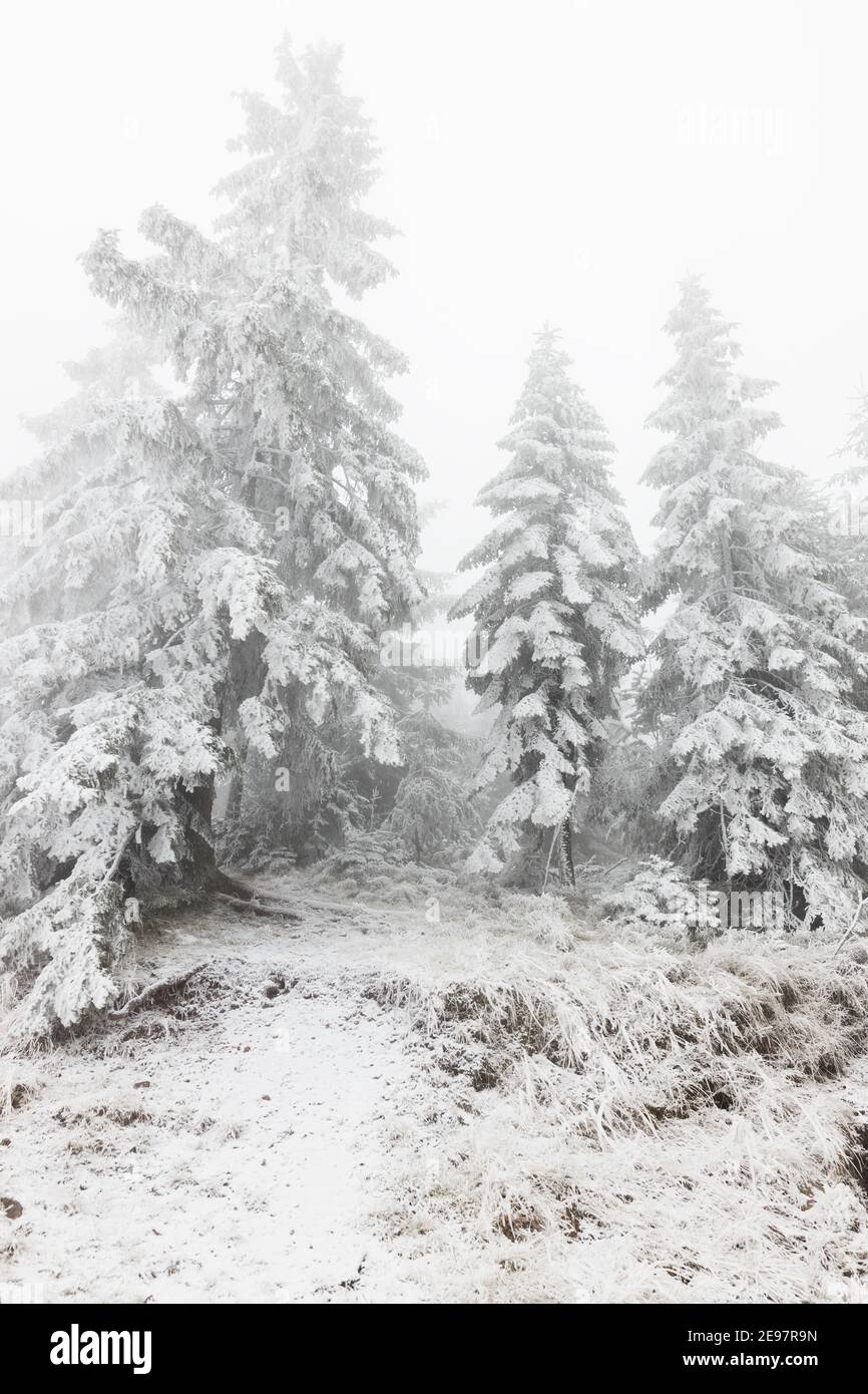 In den Bergen schneebedeckte Tannenbäume Stockfoto