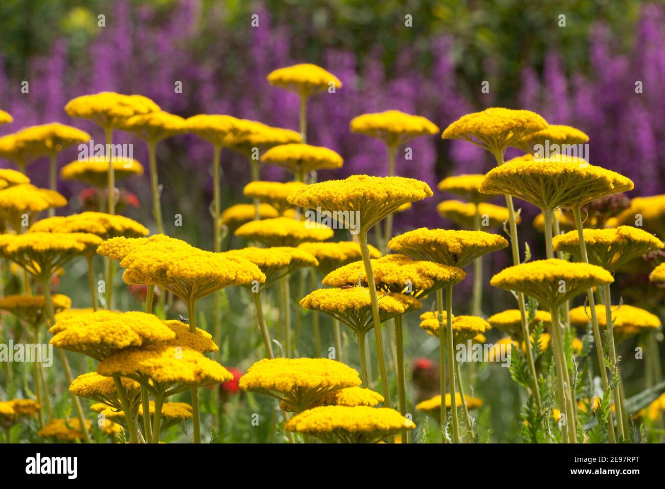 Sommerblumen, Achillea Filipendulin Goldplatte Stockfoto