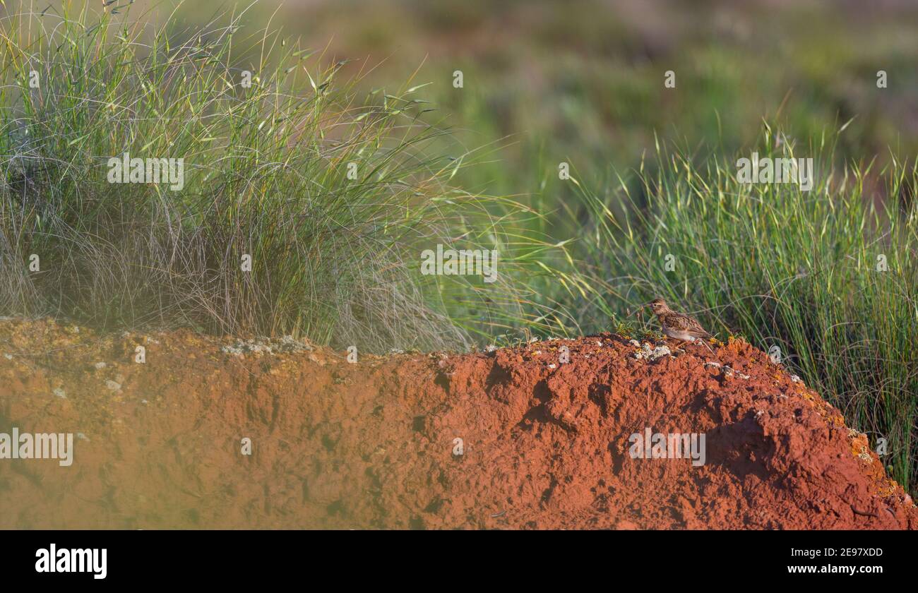 TERRERA COMUN (Calandrella) Stockfoto