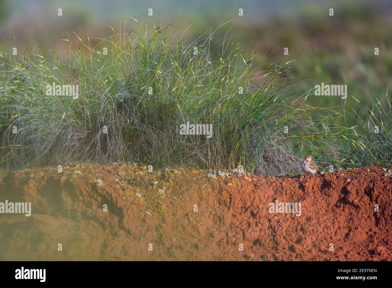 TERRERA COMUN (Calandrella) Stockfoto