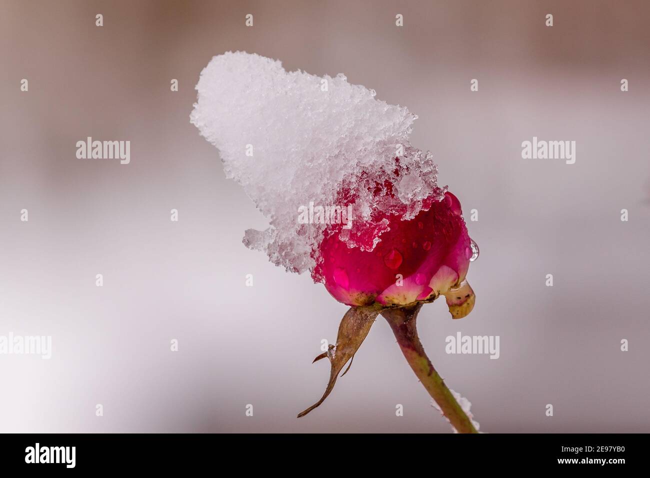 Rote Rose mit Schnee Stockfoto