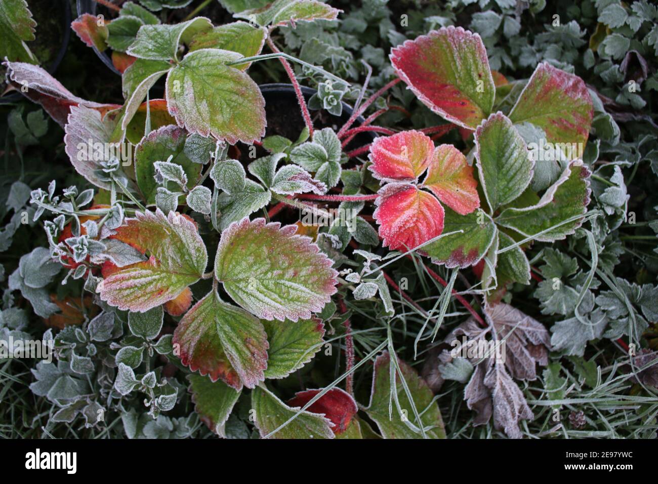 Nahaufnahme von frostbedeckten Erdbeeren Herbstblätter in der Pflanze Topf am Ende des Sommers das schöne rosa rot grün Essbare Obstpflanze wachsende Zuteilung Stockfoto