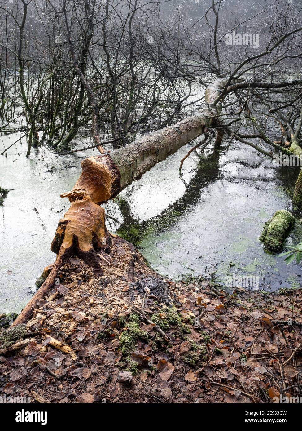 Biber Aktivität in der North Yorkshire Biber Release-Prozess Stockfoto