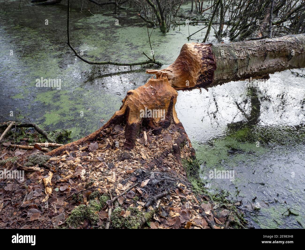 Biber Aktivität in der North Yorkshire Biber Release-Prozess Stockfoto