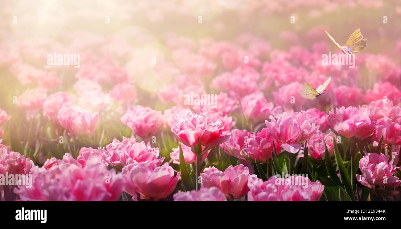 Kunst abstrakt Frühling Hintergrund oder Sommer Hintergrund mit frischen Tulpen Blumen Stockfoto