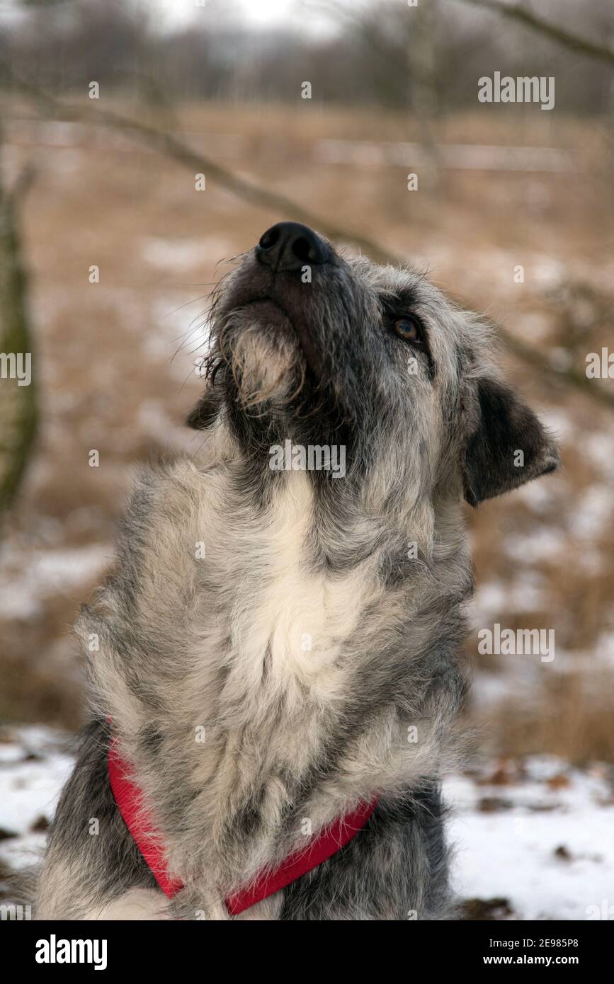 Junge rumänische Kreuzrasse Hund - Ciobanesc Romanesc Carpatin Kreuzung  Stockfotografie - Alamy