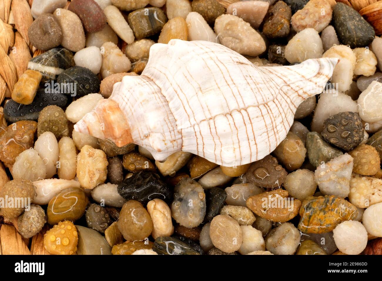 Conch Shell am Strand Stockfoto