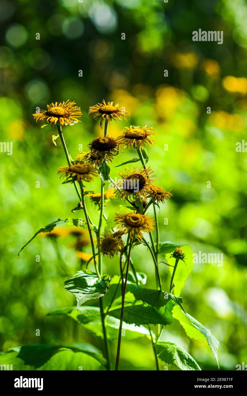 Herbstgelbe Astern in der untergehenden Sonne auf der Wiese. Stockfoto